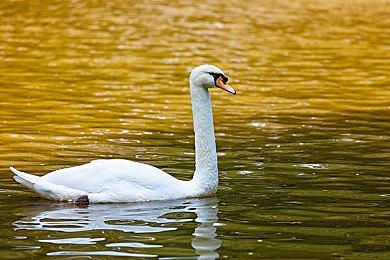 数百款Xbox与世嘉DC原型游戏和半成品泄露至网络